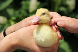 Hände halten Entenküken wohlbehütet fest